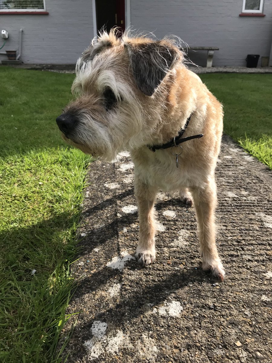 SnoopBT's tweet image. #ThrowbackThursday to 2018! Snoop surveying the garden #btposse