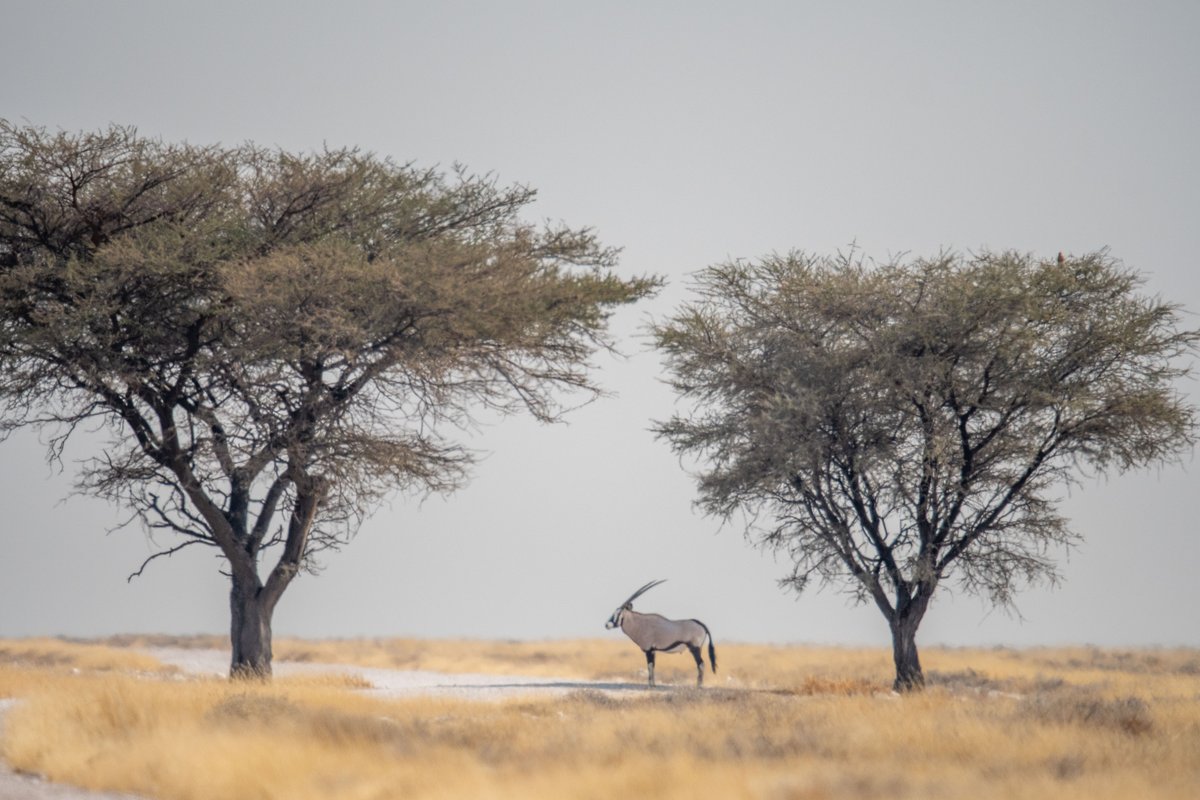 NWRNamibia's tweet photo. Oryx captured by @Kyle Lewin Wildlife Photography in Etosha National Park while staying at the NWR resorts. The elegant oryx is Namibia's national animal. 

 #NWRMemories #TravelWithNWR #Namibia #Africa #travelafrica #travel #tourist #NWR #instatravel #NWRMoments https://t.co/PWqpOzwhUi