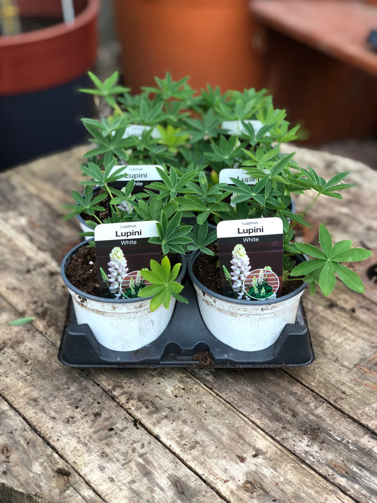 Check out this product 😍 Lupin "White" - 12cm 😍 
by Woolley Moor Nurseries. 
Shop now 👉👉 bit.ly/3hCKRmB