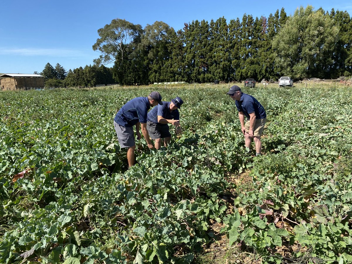 speersdoug1's tweet photo. Discussion on the success of a recent application of #aphidex to these Cleancrop Swedes. We only found a few aphids after a week or so. Plenty of evidence of previous high numbers. #AdamaNZ #helpingnature #kindtobeneficials #pggwrightsonseeds #onelessworry #insectwatch https://t.co/rHzFuGfowY