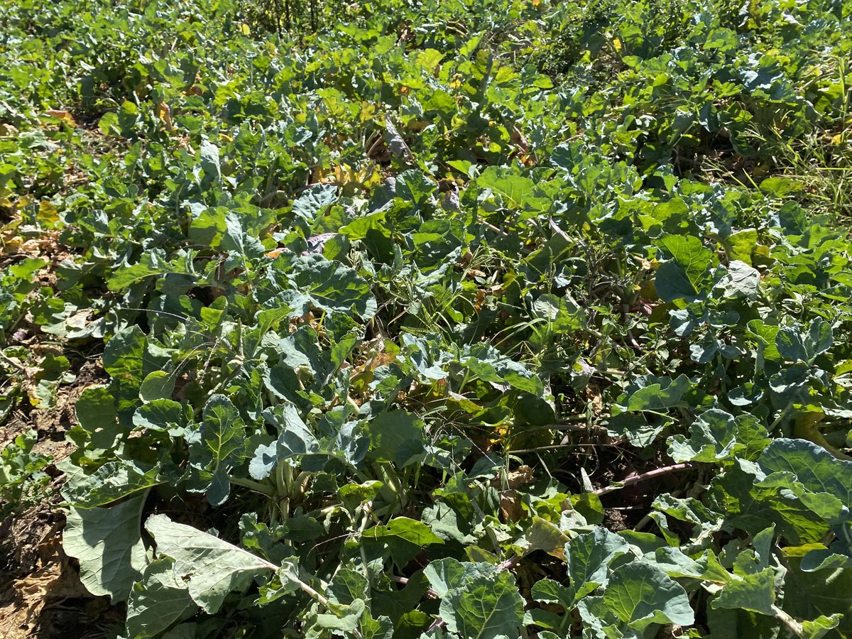 speersdoug1's tweet photo. Discussion on the success of a recent application of #aphidex to these Cleancrop Swedes. We only found a few aphids after a week or so. Plenty of evidence of previous high numbers. #AdamaNZ #helpingnature #kindtobeneficials #pggwrightsonseeds #onelessworry #insectwatch https://t.co/rHzFuGfowY