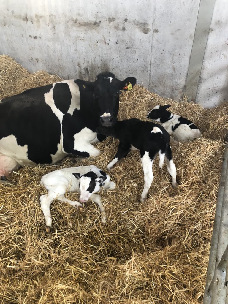 UCD Lyons Farm tweet media