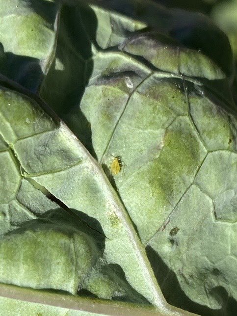 speersdoug1's tweet photo. Discussion on the success of a recent application of #aphidex to these Cleancrop Swedes. We only found a few aphids after a week or so. Plenty of evidence of previous high numbers. #AdamaNZ #helpingnature #kindtobeneficials #pggwrightsonseeds #onelessworry #insectwatch https://t.co/rHzFuGfowY