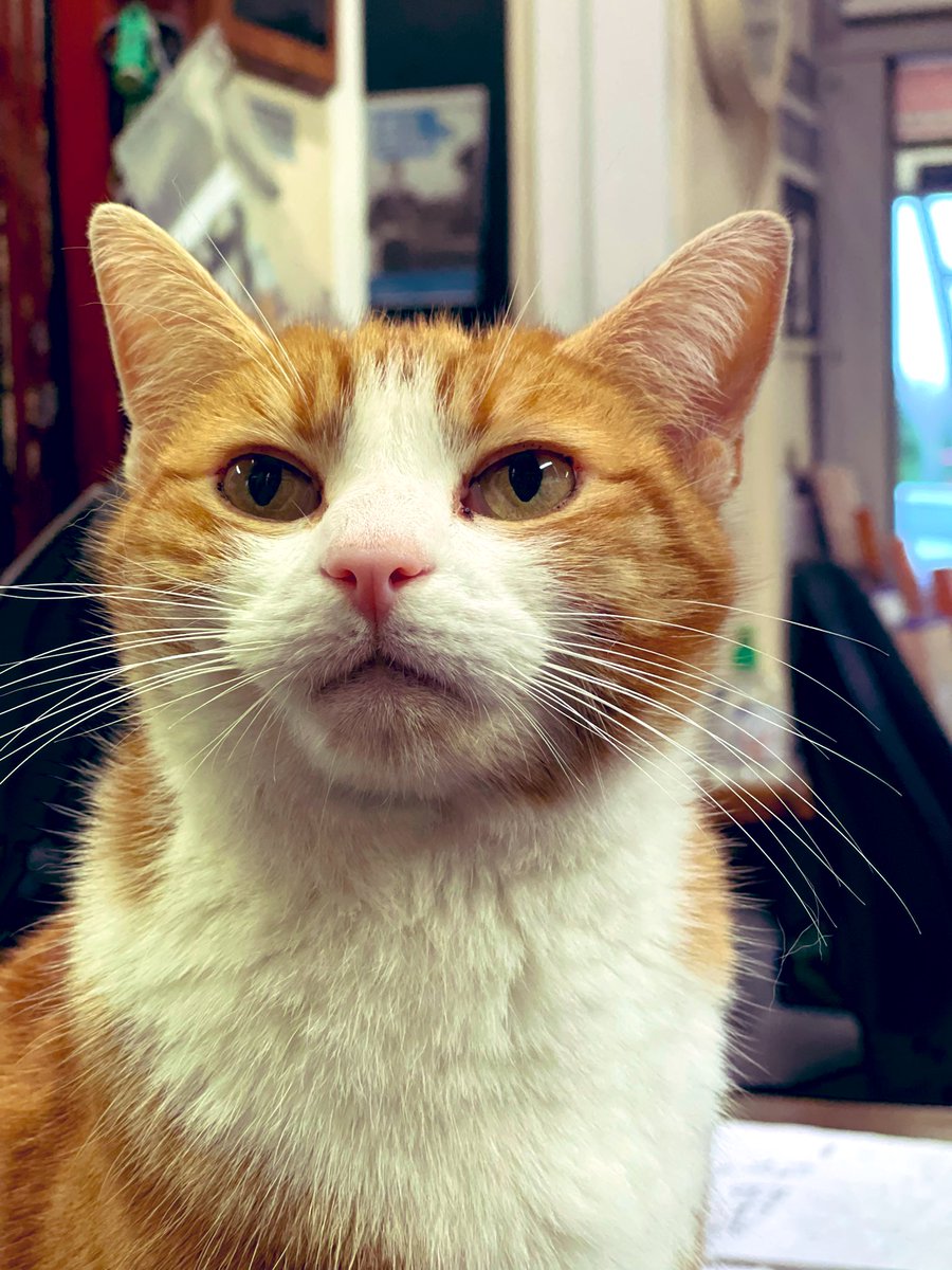 TheStourbridge's tweet photo. Good morning welcome to Tippetty tap tap Thursday

A hug is always the right size.
-Winnie the Pooh 

#cats #CatsofTwittter #CatsOfTwitter #catsofinstagram https://t.co/tpQzn7HuKX
