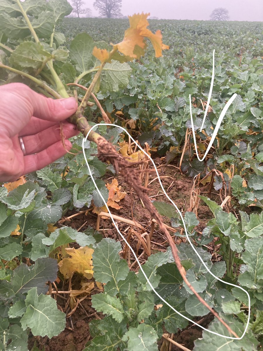 OSR Update from Herefordshire. 

Mid Sept drilled to try and avoid worst of flea beetle. 
Deep tap root helping to structure the clay soil on this farm. 
Rotational manure and Fibrophos as nutritional base doing the hard work. 
Charlock control has been good, helped by the frost.