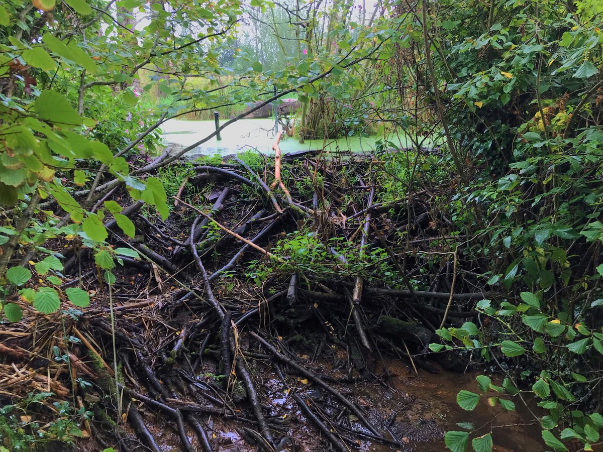 NENorfolkSufflk's tweet photo. It’s #WorldWildlifeDay2022 &amp; this years theme is 'Recovering key species for #Ecosystem restoration'

#Beavers are 1 of the species dominating this conversation across the UK with 3,198 responses to @DefraGovUK 's ‘Beaver #reintroduction and management in England’ consultation! https://t.co/RINCdL1AOn
