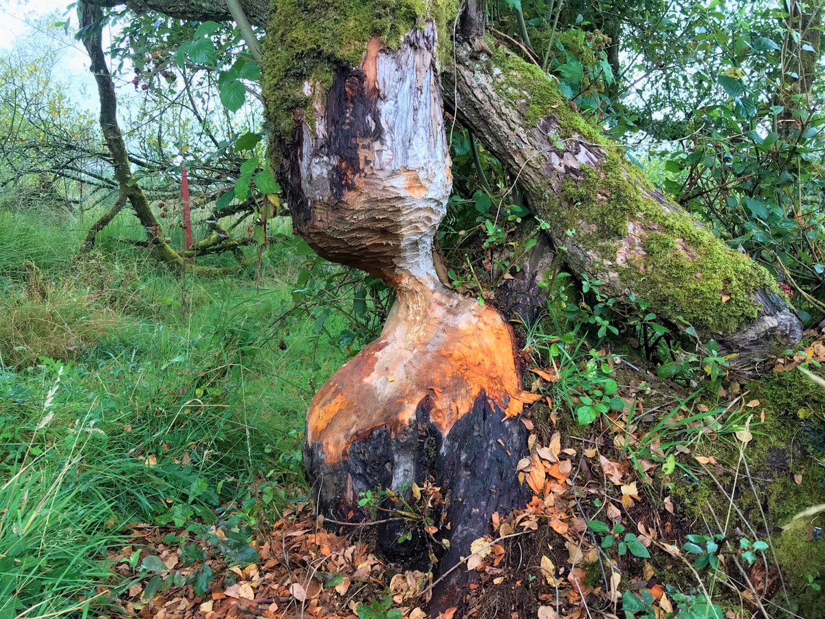 NENorfolkSufflk's tweet photo. It’s #WorldWildlifeDay2022 &amp; this years theme is 'Recovering key species for #Ecosystem restoration'

#Beavers are 1 of the species dominating this conversation across the UK with 3,198 responses to @DefraGovUK 's ‘Beaver #reintroduction and management in England’ consultation! https://t.co/RINCdL1AOn
