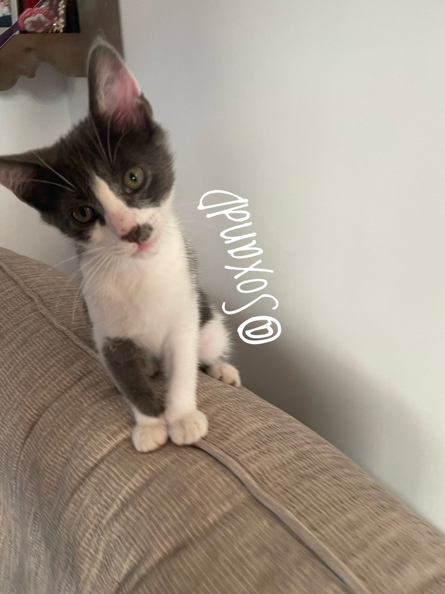 SoxandD's tweet photo. #ThrowbackThursday - love Luna! I’m growing up soo fast..🥰💗🐾

#CatsOfTwitter #tuxiekitten #fluffyfursday #thursdaymorning #ThursdayThoughts #ThursdayMotivation #CuteKitten https://t.co/s9VjH7d3ME