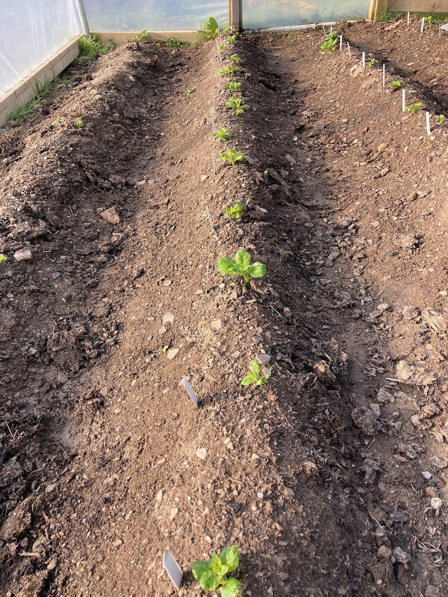 CamusfarmFK's tweet photo. 'Colleens', our first early new potatoes on their way.
'Colleens', from field to fork last summer. 
Food miles - zero
Food fresh - hours
#fieldtofork #farmtotable #organic #colleens #potatoes #camusfarm #clonakilty #westcork #keepdiscovering https://t.co/4oXIcwXsR8