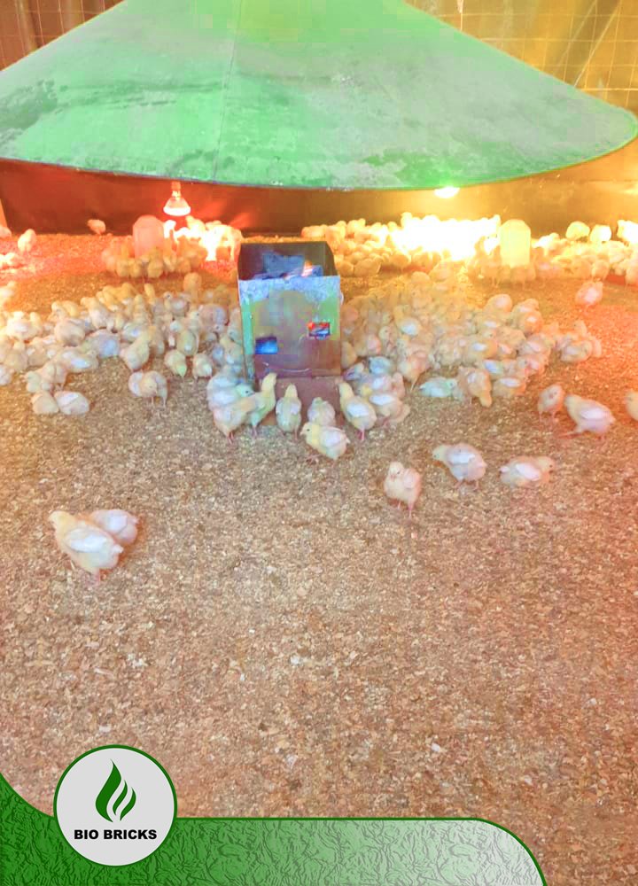 Bio_Bricks's tweet photo. Good Morning Family!
A display of our single and double heating unit set up.
Single heating unit has a burning duration of 5 hours, ideal for day use, keeps 250 chicks warm.
Double heating unit has a burning time of 10-12 hours!! Ideal for night use! Keeps 500 chicks warm. https://t.co/yvoAItdGMU