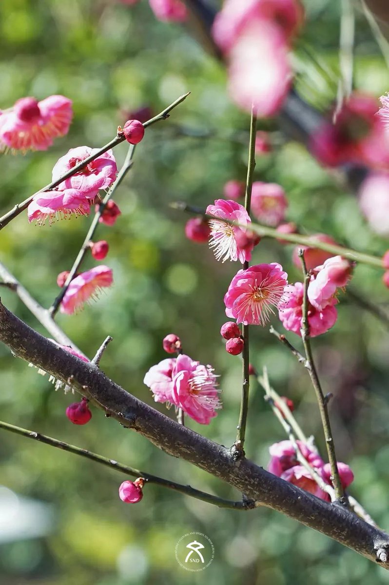 SND_China's tweet photo. ๐ฟ๐ฟIt's time to head out and take in all the bright-colored plum blossoms now in heady full bloom๐ธ๐ธ, as #spring has well and truly landed in #Suzhou! Check out these awesome photos ๐ธ from two parks in Suzhou New District (#SND)! #SpringInSuzhou https://t.co/fBltvqADrn