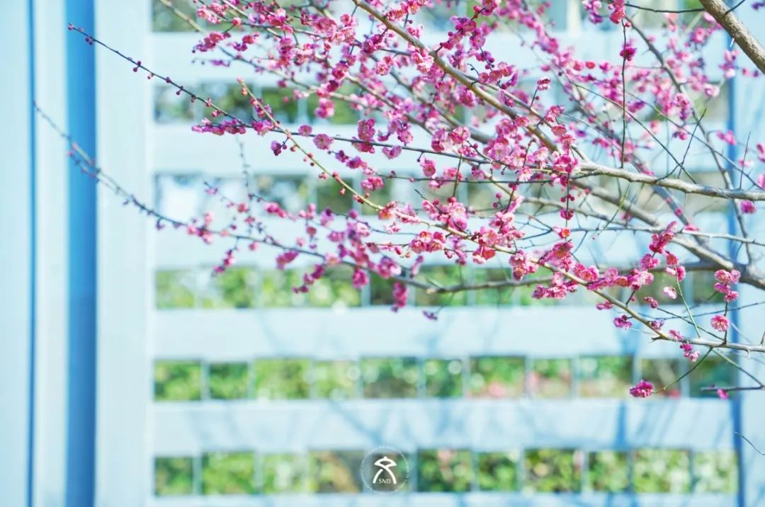 SND_China's tweet photo. ๐ฟ๐ฟIt's time to head out and take in all the bright-colored plum blossoms now in heady full bloom๐ธ๐ธ, as #spring has well and truly landed in #Suzhou! Check out these awesome photos ๐ธ from two parks in Suzhou New District (#SND)! #SpringInSuzhou https://t.co/fBltvqADrn