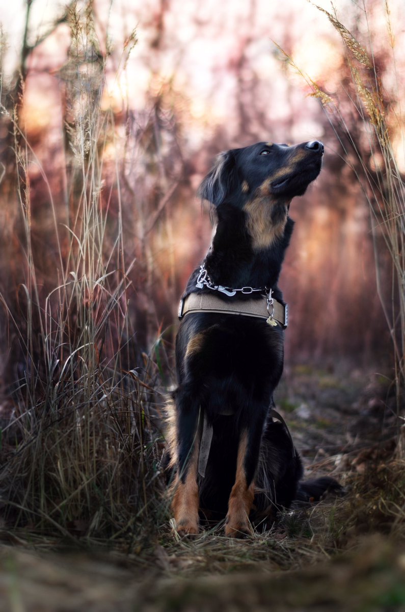 Tried out a new way of editing. How do you like it? I think it looks a little bit like a fairytale 🦄🧚‍♀️#dogsoftwitter #FairyTail #editing #lightroom