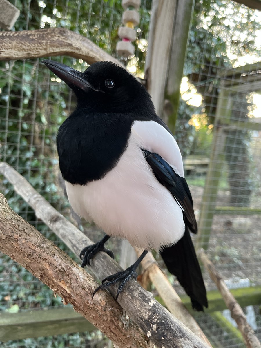 Sophie The Magpie tweet media