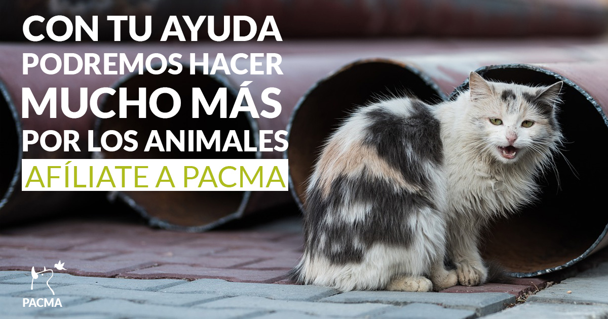 PartidoPACMA's tweet photo. Trabajamos cada día por los animales, luchando por los cambios que necesitan, denunciando casos de maltrato animal y presionando a las administraciones. 

¡Gracias a ti, podremos hacer mucho más por ellos!

Afíliate a PACMA: https://t.co/SbJphbmEJA https://t.co/j8KR9B7pM6