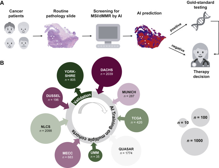 jnkath's tweet photo. Our new paper is out @ESMO_Open, by @a_echle @GhaffariNarmin et al. We validate #AI for detection of #MSI in #colorectal #cancer. This is the largest such study to date (>8300 patients) and shows how to integrate this technology in diagnostic workflows https://t.co/7RJJIFTrNw https://t.co/FLtdX9Q5La