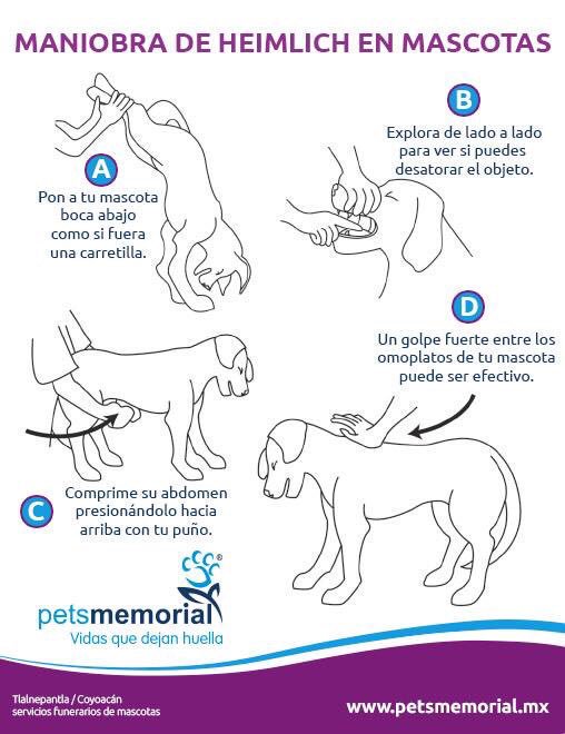 guardiacivil's tweet image. Él daría la vida por ti, eres su fiel amigo, pero llegado el caso ¿tú sabrías hacerle a tu mascota una #ManiobraDeHeimlich?

Ojalá que nunca tengas que realizarla, pero si él sufre un atragantamiento tú puedes salvarle la vida.

#YoSiPuedoContarlo.
