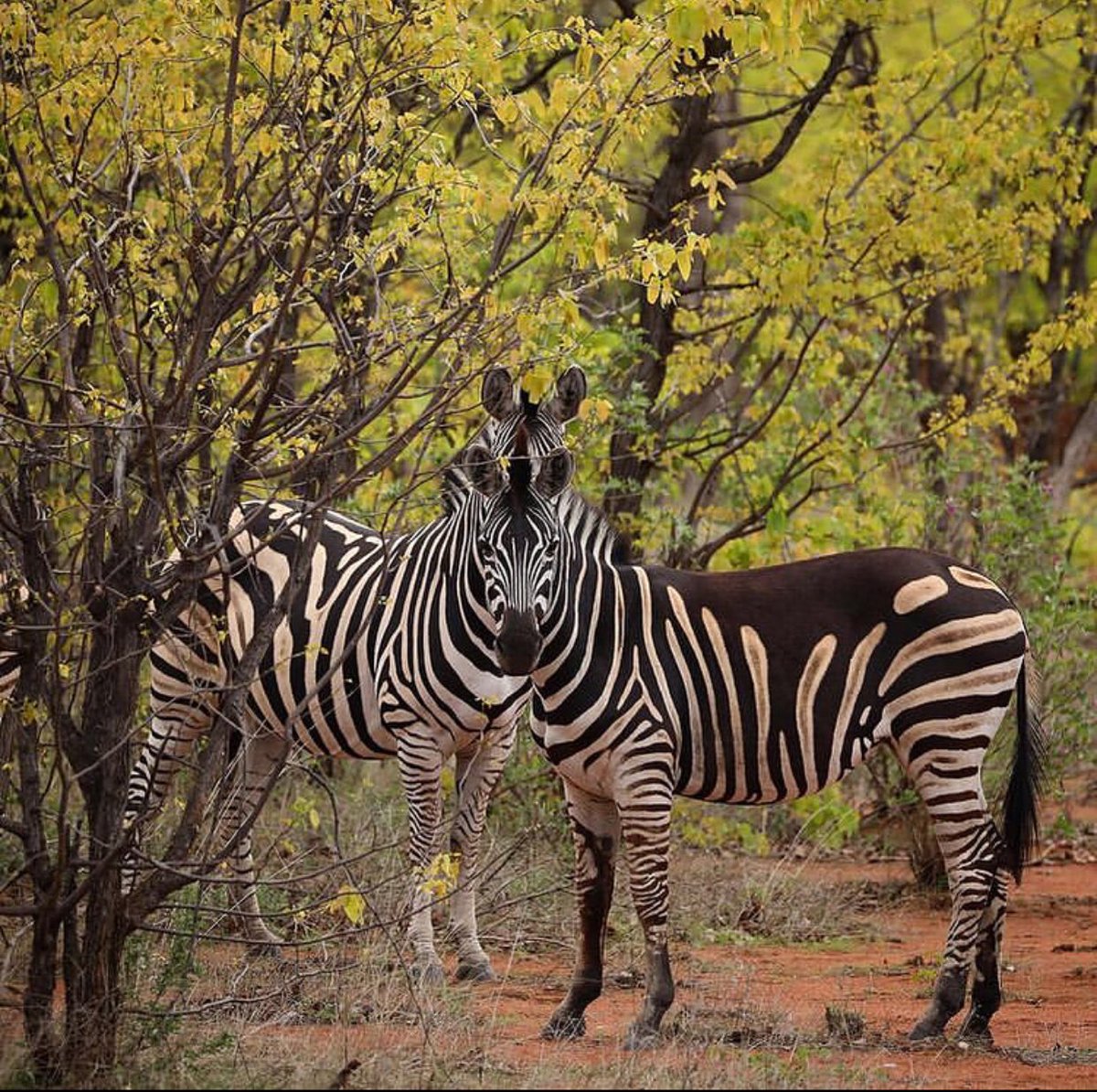 World Wildlife Day

Mantswane joins the rest of the world In commemorating World wildlife day which is being celebrated under the theme. 

“Recovering key species for ecosystem restoration”.