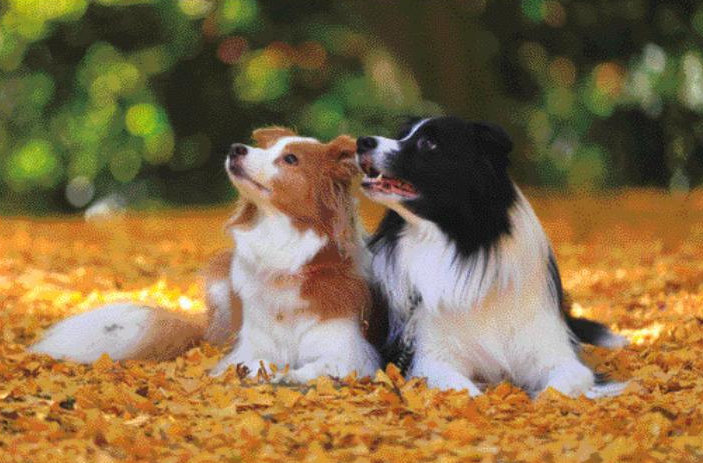 inumekuri's tweet photo. 【犬めくり おかわり】
Thina&KID(2021年12月04/05日掲載)
あっ、流れ星だ!
休み欲しい
休み欲しい
休み欲しい
#犬めくり2023写真募集中 #inumekuri #犬カレンダー #犬好きさんとつながりたい #犬のいる生活 #犬写真 #犬と仲良し #流れ星 #Thina #KID https://t.co/tST00cnqSf
