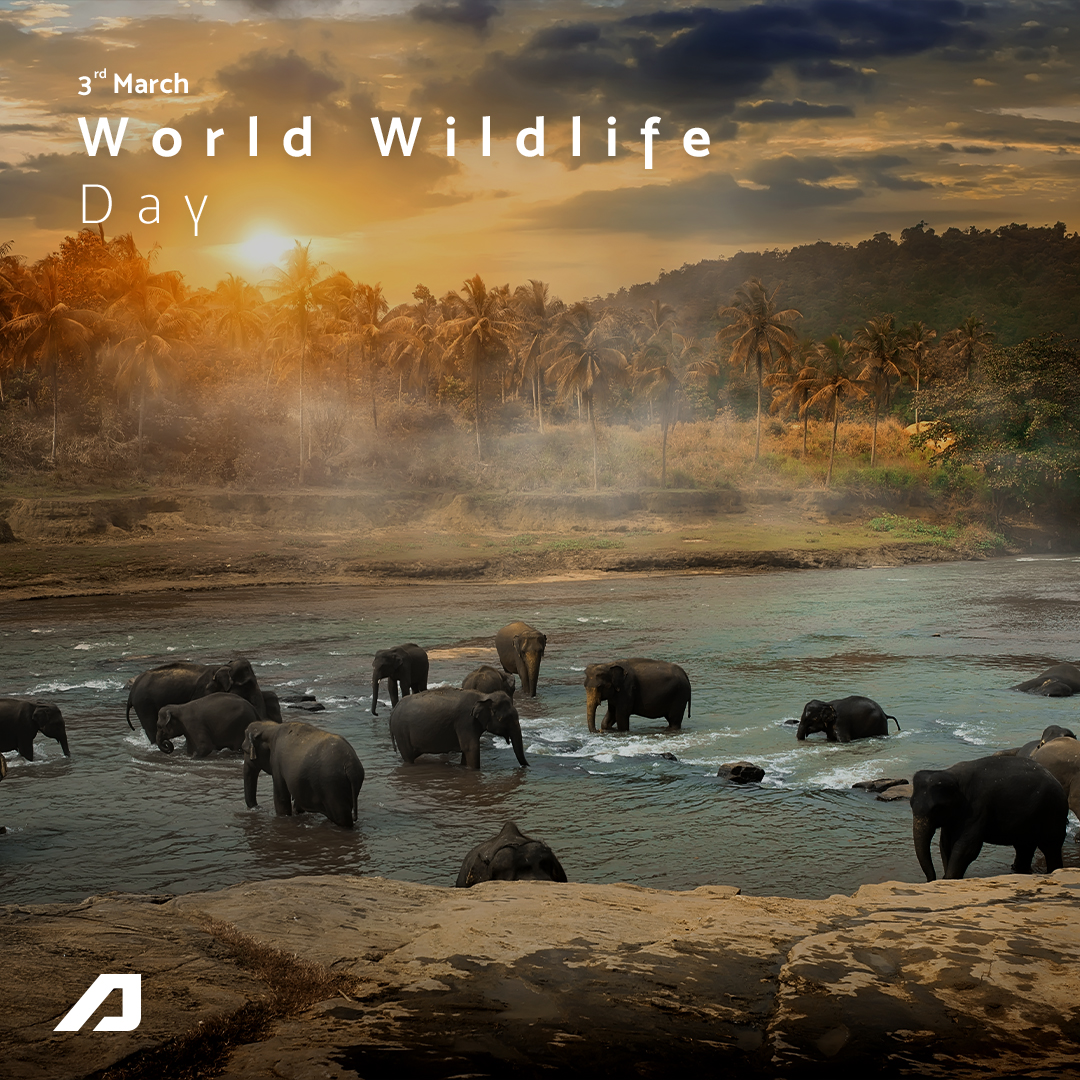 aeolus_official's tweet photo. Happy World Wildlife Day! This year will be celebrated under the theme "Recovering key species for ecosystem restoration". Discover more at https://t.co/w43n3ufjwe 🐵🐯🦁

#AeolusTyres #DrivingTheWorldTogether #SustainableAeolus #WorldWildlifeDay #Wildlife #WWD2022 https://t.co/2BiS9pfwqf