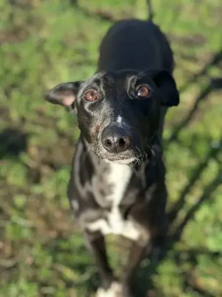 NWDogRescue's tweet photo. Name SIDNEY
Age 7
Location CHESTER
Re-home NATIONWIDE
Details and enquiry form https://t.co/fQ3oXZXEO5
Please retweet https://t.co/qKH6Yn4mZP