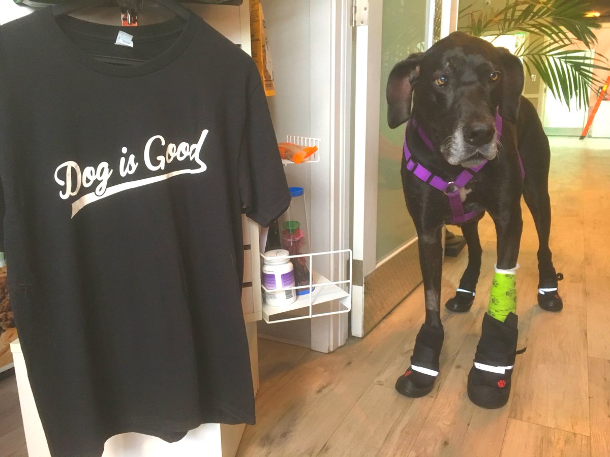 neopaws4pets's tweet photo. With the Neo-Paws High Performance Dane can walk again perfectly !

Neo-Paws High Performance shoes

#Neopaws #dogshoes #dogshoesforsummer #dogfashion #pawsome #pawsomebuddies #dogaccessories #dogsupplies #dogstyle #dogboutique #petaccessories #dogshop #dogwear https://t.co/qAKBRSAham