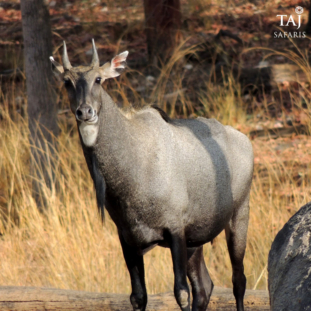 TajSafaris's tweet photo. Did you know?

Nilgais, also known as ‘Blue Bull’ are the largest antelopes in all of Asia.

Book your visit to witness more such marvelous creatures of the wild at Baghvan, A Taj Safari - Pench National Park: https://t.co/OjHbLHei02

#TajSafaris #WildlifeEscapes #WalkWithTheWild https://t.co/x30hjY1Pb6