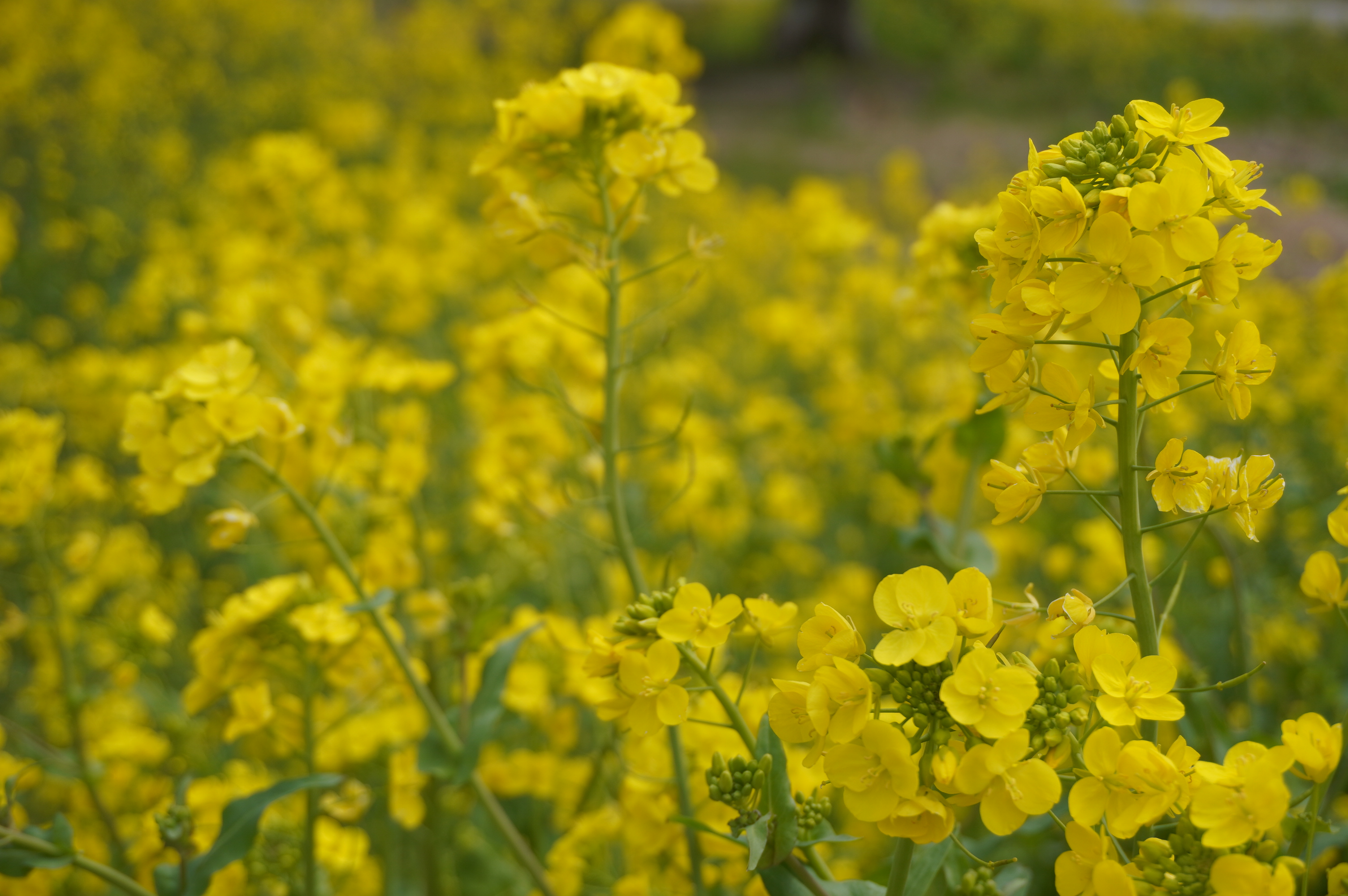 Fmさつませんだい Al Twitter 3月3日 柳山アグリランド の 菜の花畑 今が 満開 でした 桜も花笑む準備をはじめたようです T Co Yz2rj9rvvr Twitter