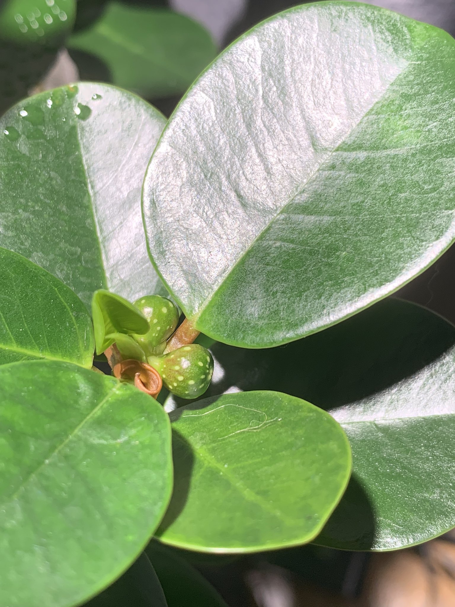 Deprive パンダガジュマルに実がなってきた このつるがラピュタの木みたいになってきます 楽しみ ライトの精度が良過ぎて成長が早い T Co Tmahwlzlze Twitter