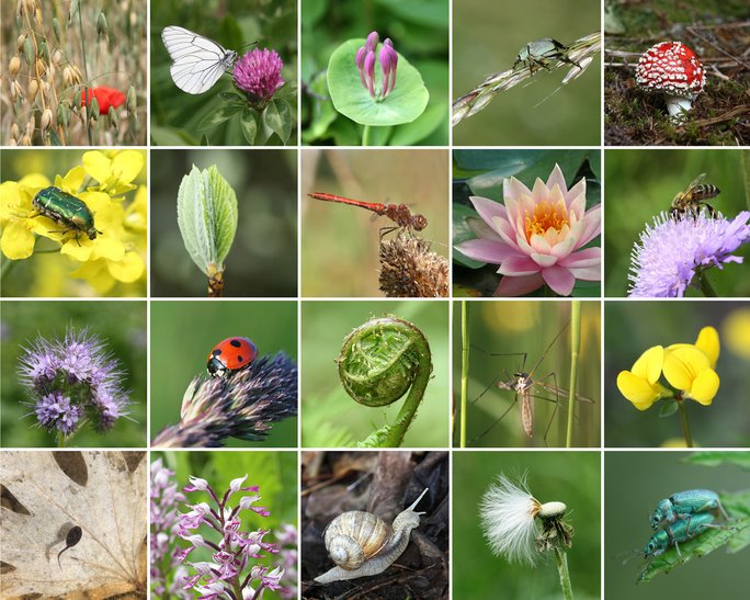 CopernicusECMWF's tweet photo. 🌍 Today is #WorldWildlifeDay.

#Climatechange affects all lifeforms on #Earth. 
The #CopernicusClimate Change Service #C3S supports species preservation and protection of the most climate sensitive areas. 

Follow the link to learn more ➡️ https://t.co/Vw8OwktLz4

#WWD2022 https://t.co/43R0zvBxqQ