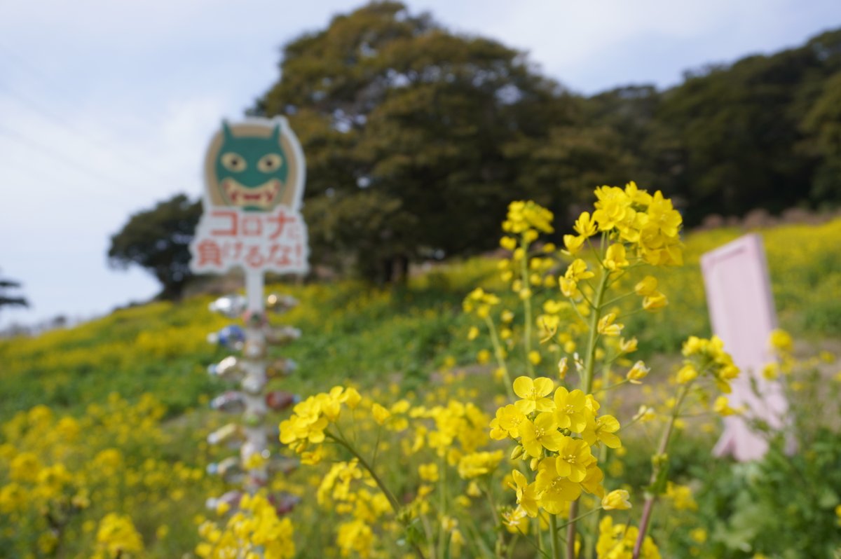 Fmさつませんだい Al Twitter 3月3日 柳山アグリランド の 菜の花畑 今が 満開 でした 桜も花笑む準備をはじめたようです T Co Yz2rj9rvvr Twitter