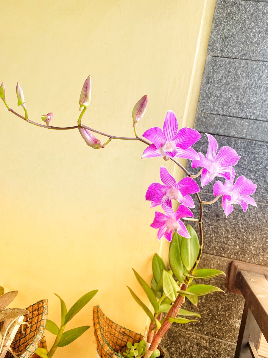 noe2isme's tweet photo. Meliuk cantik 💜 https://t.co/Lka48qdVzT