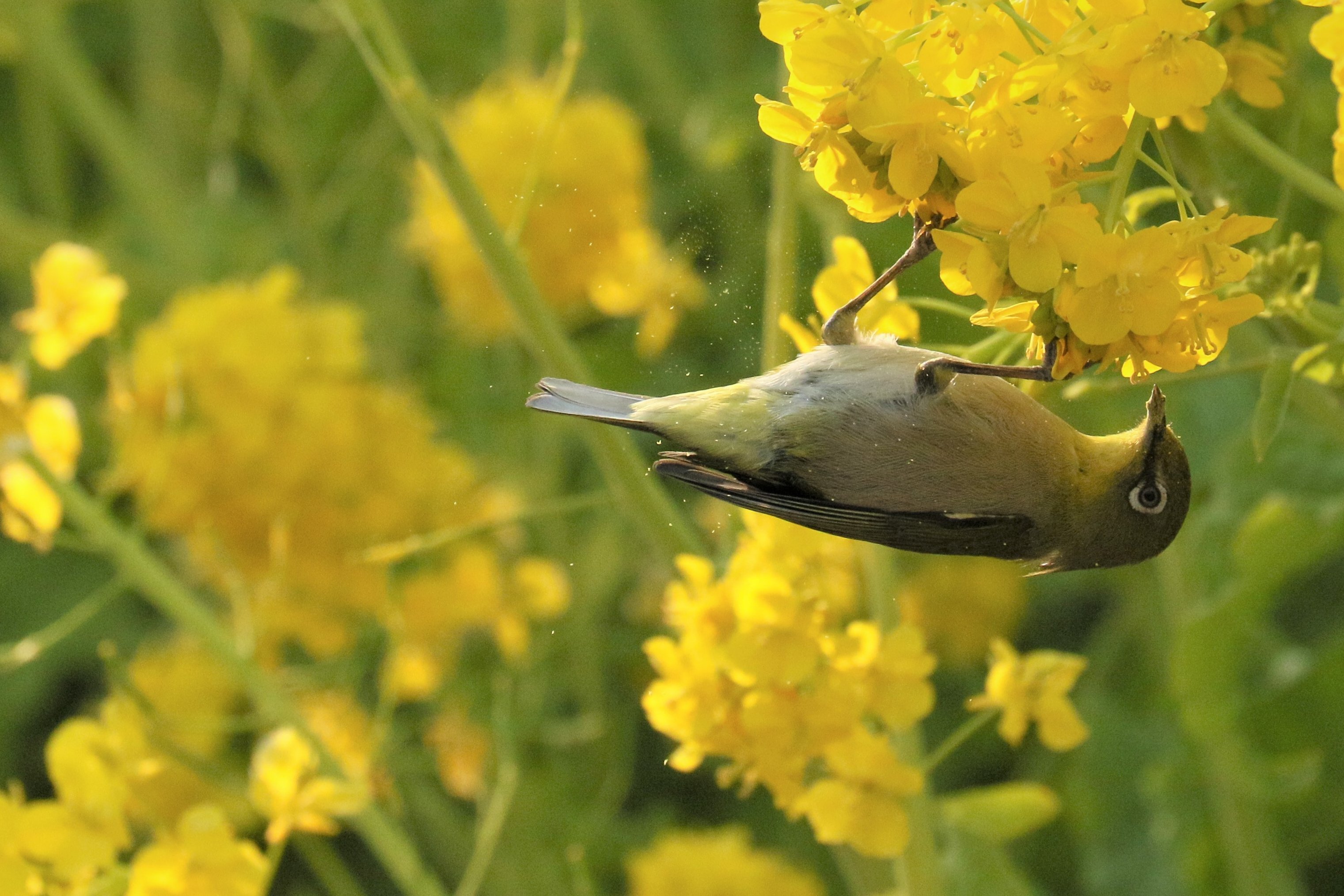 Ranpi 菜の花とメジロ 花粉が舞ってる メジロ 菜の花 野鳥撮影 T Co Bmsd0pfr6i Twitter