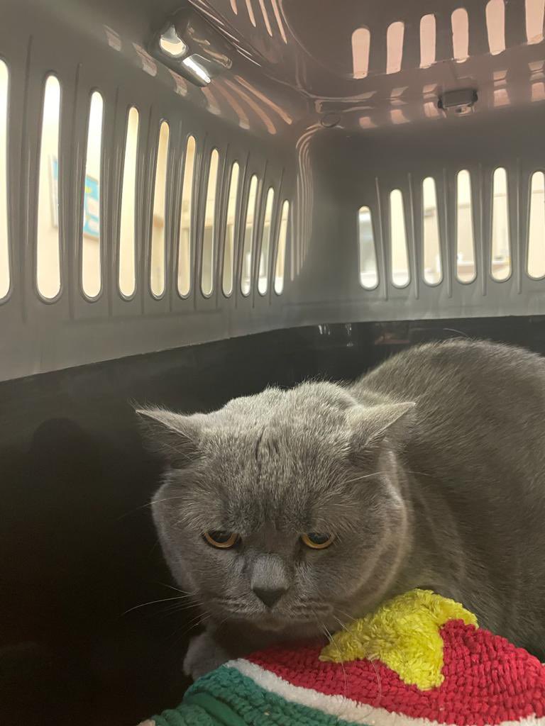 Dolly and Tali tweet media