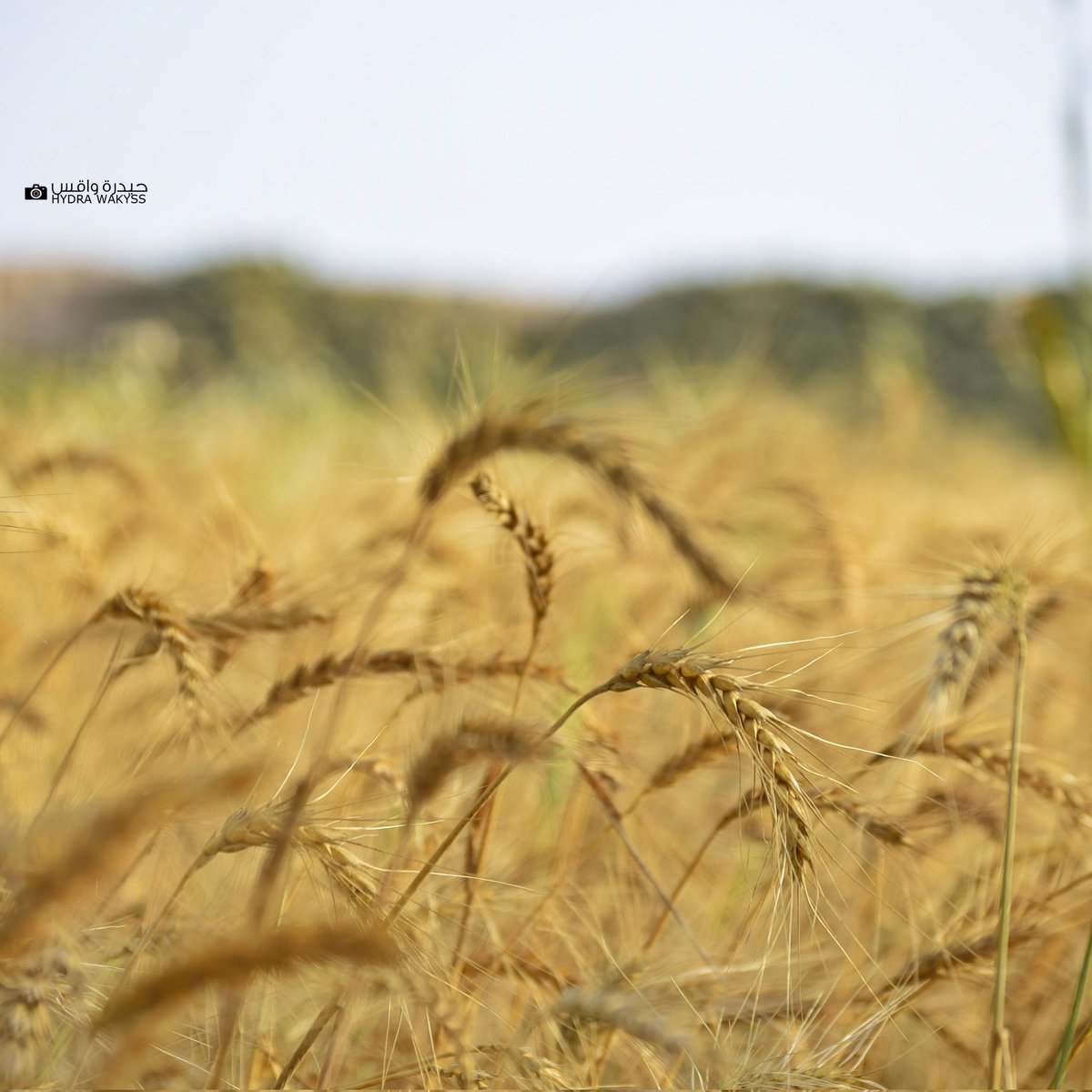 hydra_8's tweet photo. نجاح زراعة ”القمح“ في الدلتا والمناطق الوسطى بـ #أبين و بجودة ممتازة .. يمثل رافداً مهماً ماذا حظي بالدعم الكافي ومد المزارعين بالبذور التي تعتبر مكلِفة نوعاً ما ..
#حيدرة_واقس https://t.co/l23mRyDYy6