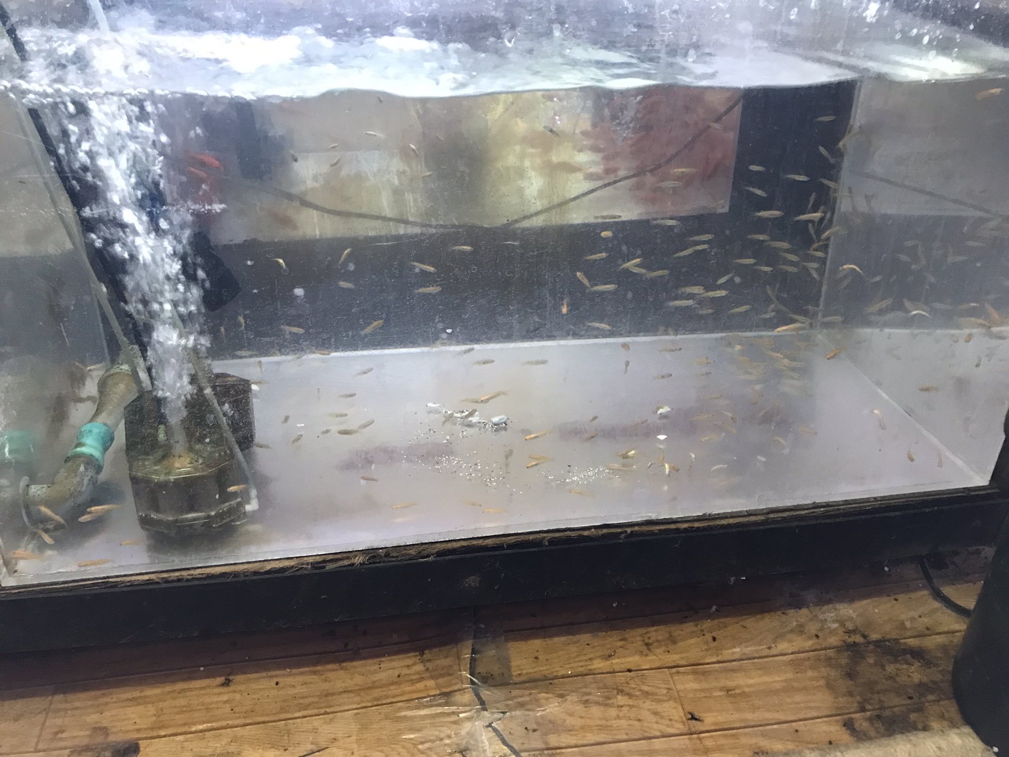 ロイヤルクイーン中川 ロイヤルクイーン中川です 今日は生き餌のご紹介 当店では常時金魚 メダカ ワーム コオロギを扱っています 金魚 メダカは時期によって価格が変動することもあります 在庫についてはお気軽にお問合せください ちなみに今日