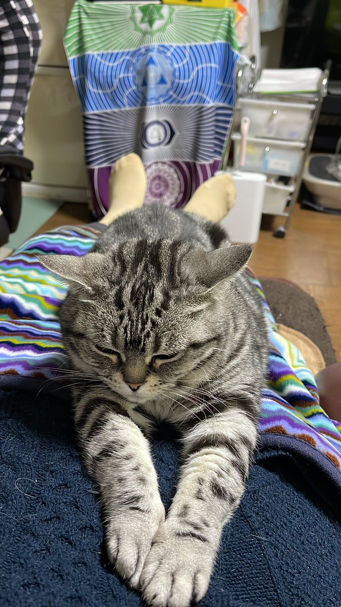 lFldhotKuQNFVrL's tweet photo. ママの上で、くつろぐ
5キロごえのトリィーちゃん❣️ https://t.co/dm3HzDQOvB