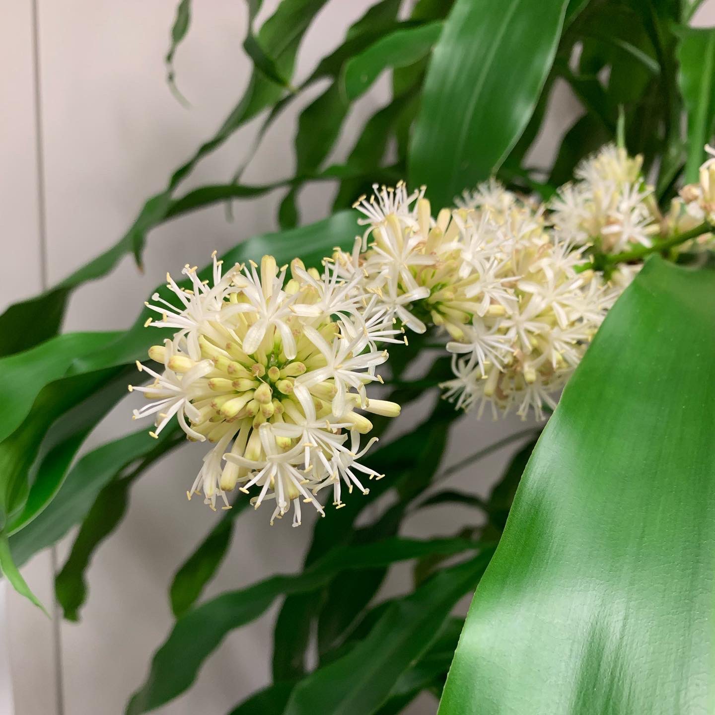 Tadayuki Akagi Auf Twitter ラボにある観葉植物 ドラセナ 幸福の木 昨年１２月に開花したのですが なんと別の幹からも花芽が出てきて 見事に開花しました 部屋はドラセナの花の香が充満 １シーズンに時期をずらして２回も咲いてくれるなんて 幸福の予感