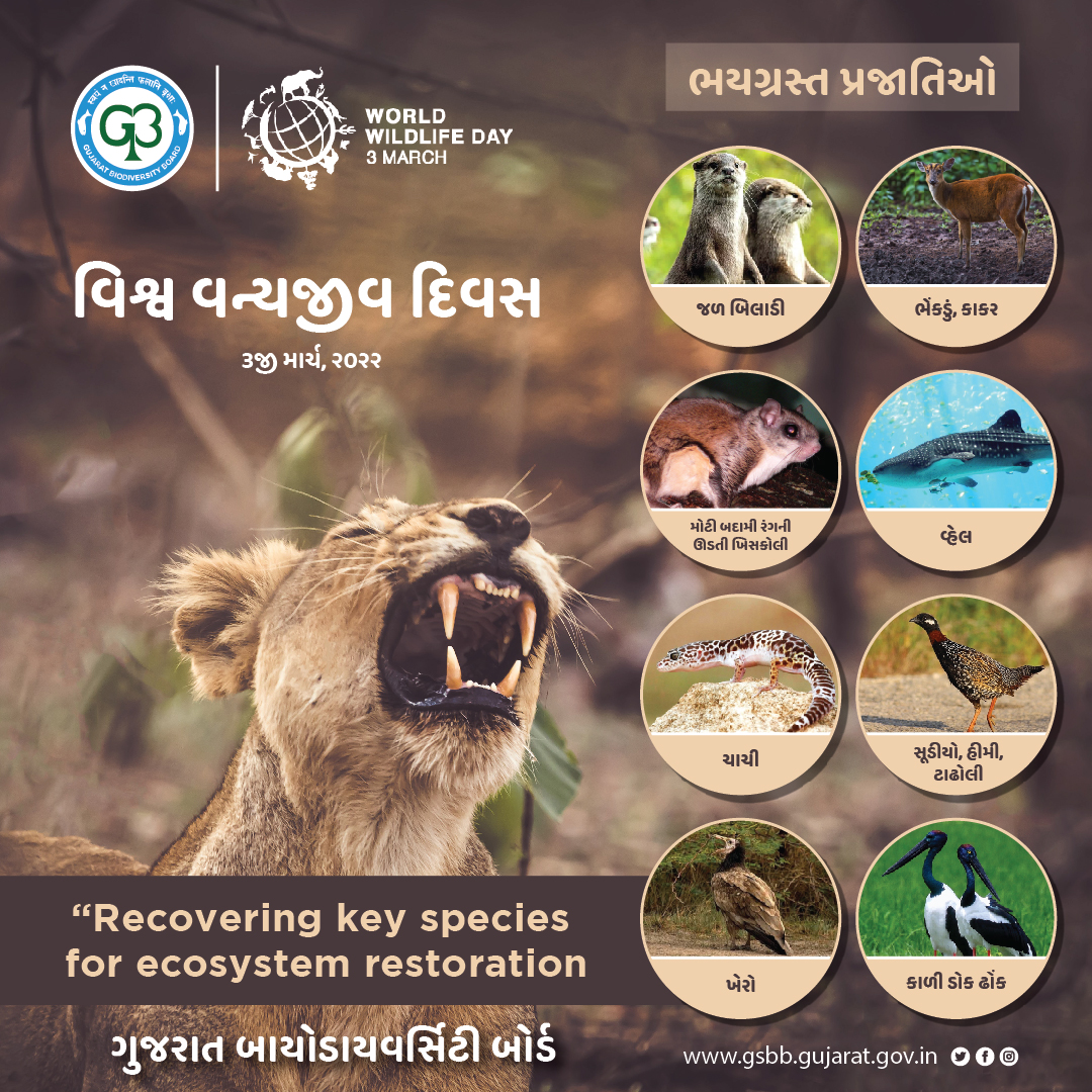પૃથ્વી પરના જીવનને સુરક્ષિત કરવામાં વન્યજીવ જૈવવિવિધતા મહત્ત્વપૂર્ણ ભૂમિકા ભજવે છે.#WorldWildlifeDay પર,ચાલો આપણે જીવન,વનસ્પતિ અને પ્રાણીસૃષ્ટિની વિશાળ વિવિધતાની ઉજવણી કરીએ અને પ્રકૃતિ સાથે સુમેળભર્યા સંબંધને પ્રોત્સાહન આપવા અને માનવતા દ્વારા તેનો ટકાઉ ઉપયોગ કરવા માટે પ્રયાસ કરીએ