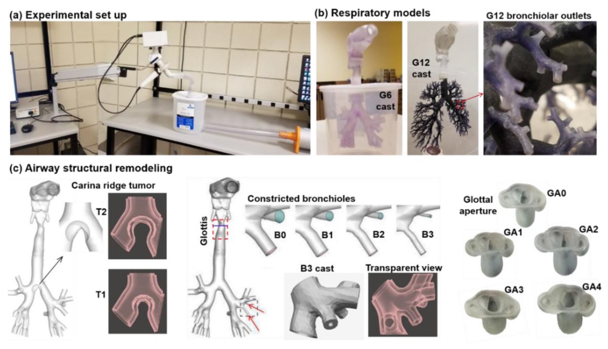 JoR_Mdpi's tweet image. 🟥Happy to announce our latest publication:

&quot;Evaluation of Impulse Oscillometry in Respiratory Airway Casts with Varying Obstruction Phenotypes, Locations, and Complexities&quot;

📜mdpi.com/2673-527X/2/1/4
#3Dprinting  #lungmodels 
@UTexasSPH 
@UMassLowell 
@UMLResearch 
@calbaptist