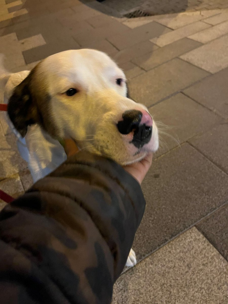 ASiempreFiel's tweet photo. 🆘🆘LEO SE QUEDA SIN ACOGIDA OTRA VEZ🆘🆘😭 
‼️NECESITA ACOGIDA O ADOPCIÓN URGENTE‼️

Hola familia… se nos cae el alma a los pies y estamos completamente desesperadas, pero tenemos que volver a pedir ayuda para Leo 😭 https://t.co/ZqVuZI0uwa