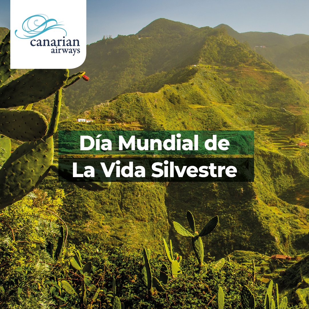 ¿Sabían que Tenerife alberga 400 especies de peces, 56 de aves, 5 de reptiles, 2 de anfibios, 13 de mamíferos terrestres, miles de invertebrados, además de algunas especies de tortugas y cetáceos?

¡Feliz #DíaMundialDeLaVidaSilvestre !

#CanarianAirways #Tenerife #fauna