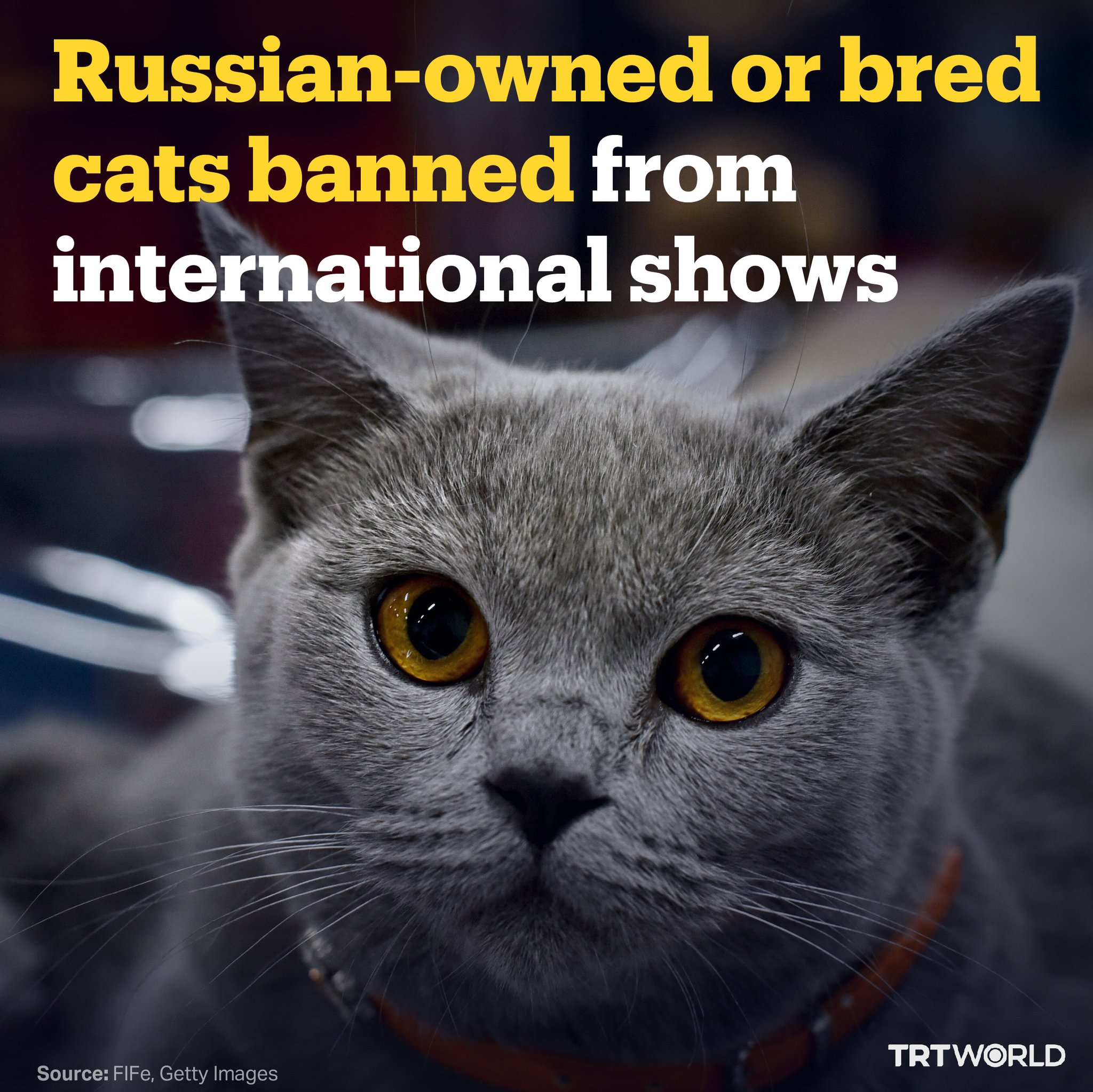 TRT World on Twitter "Sanctioning cats? Pawse please Russianowned