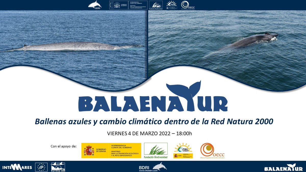 🎉Estáis todos invitados! 🐋🌎
👉Mañana viernes 4 de marzo a las 18:00h (horario Madrid, Roma) 
👉Enlace: zoom.us/j/96001149565
Presentación online de los resultados del proyecto BALAENATUR II con el apoyo de @FBiodiversidad y adjunto al @LifeIntemares