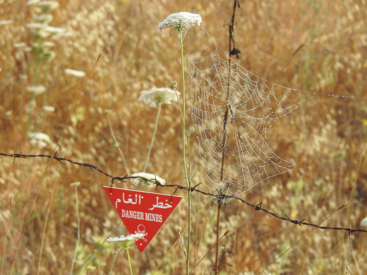 🕷 Spiders have a bad reputation but, like all creatures, are essential to our biodiversity. 

At NPA, we are committed to responsible environmental stewardship in all our programs &amp; activities. Join us in celebrating the various fauna &amp; flora of our planet on #WorldWildlifeDay🌍