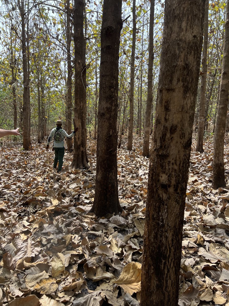 Mere Plantations tweet media