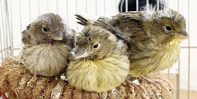 ローラーカナリアのtwitterイラスト検索結果