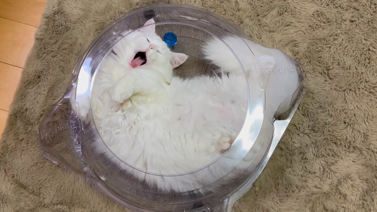 meow_circle's tweet photo. Why in such a place! ??
#cat #CatsOfTwitter #cute https://t.co/kPZ9lozglQ