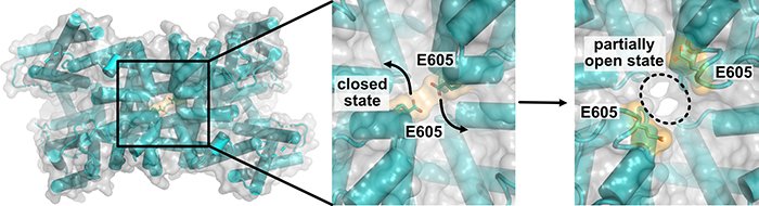 Uni_WUE's tweet photo. One of the best understood voltage-dependent ion channels: structural biologists and biophysicists @lab_stroud @UCSF @Uni_WUE show molecular basis of multistep voltage activation in #TPC1 @PNASnews
➡️https://t.co/XE5zdJPwYC https://t.co/7uDVacCjgo