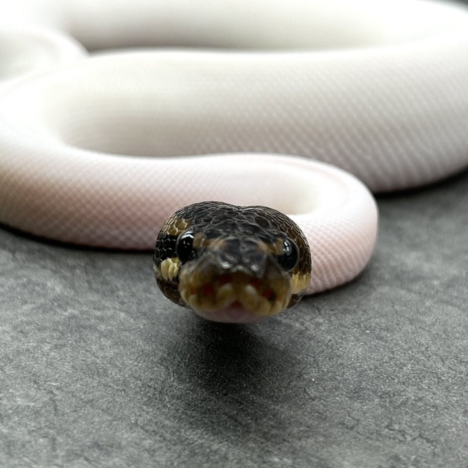 A List Of Tweets Where Deu Reptiles Was Sent As Deureptiles 4 Whotwi Graphical Twitter Analysis